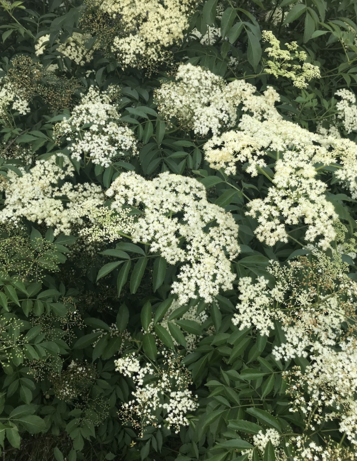 Sambucus nigra (American Black Elderberry)