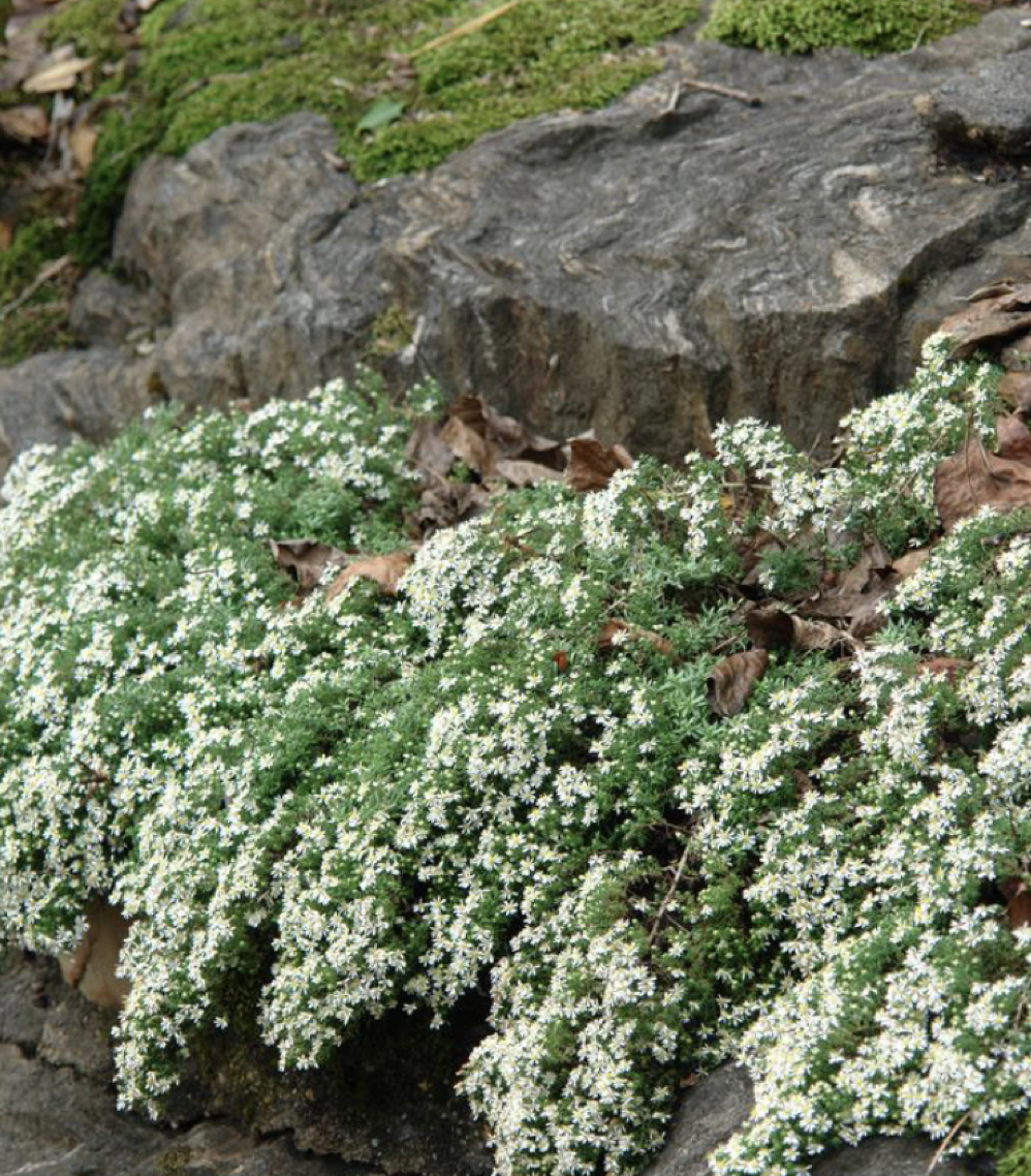 Symphyotrichum ericoides (Heath Aster)