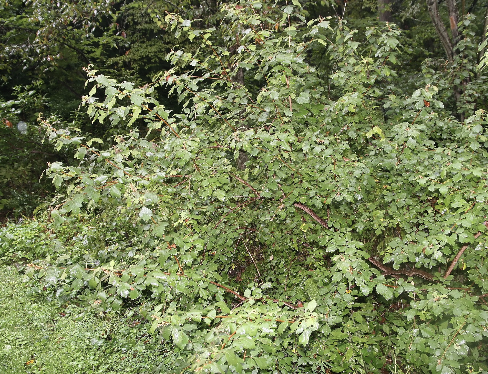 Screenshot 2026-01-25 at 3.43.11 PM.png