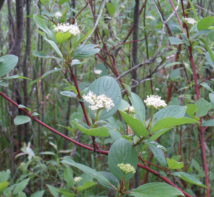 Screenshot 2026-01-25 at 1.22.11 PM.png