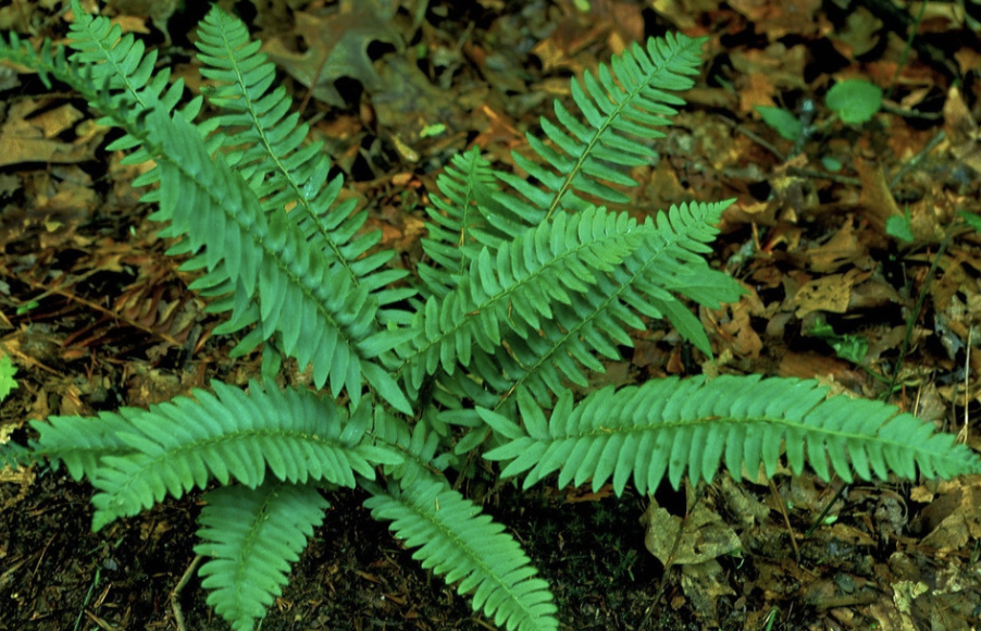 Polystichum acrostichoides (Christmas Fern)