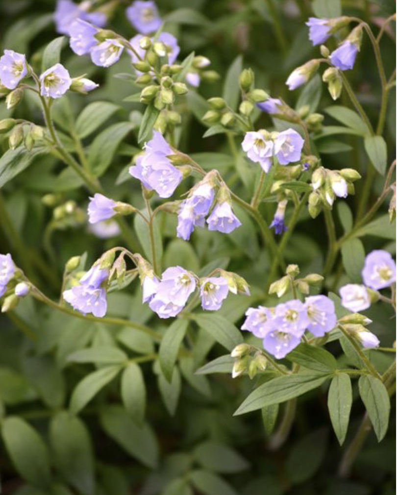 Polemonium reptan (Jacob's Ladder)
