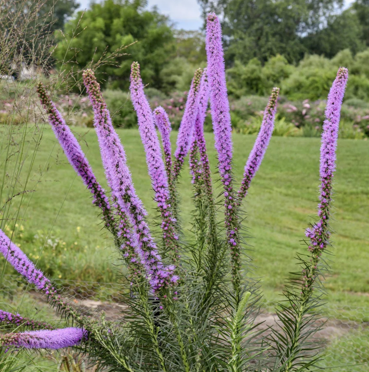 Liatris pycnostachya (Praire Blazing Star)
