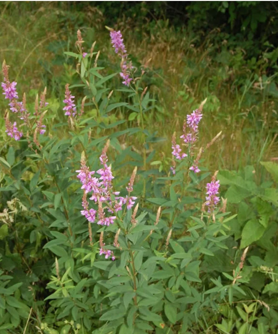 Desmodium canadense (Showy Tick Trefoil)