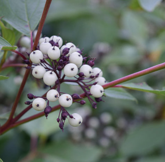 Cornus sericea (Red Osier Dogwood)