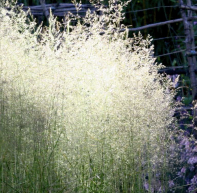 Deschampsia cespitosa (Tufted Hairgrass)