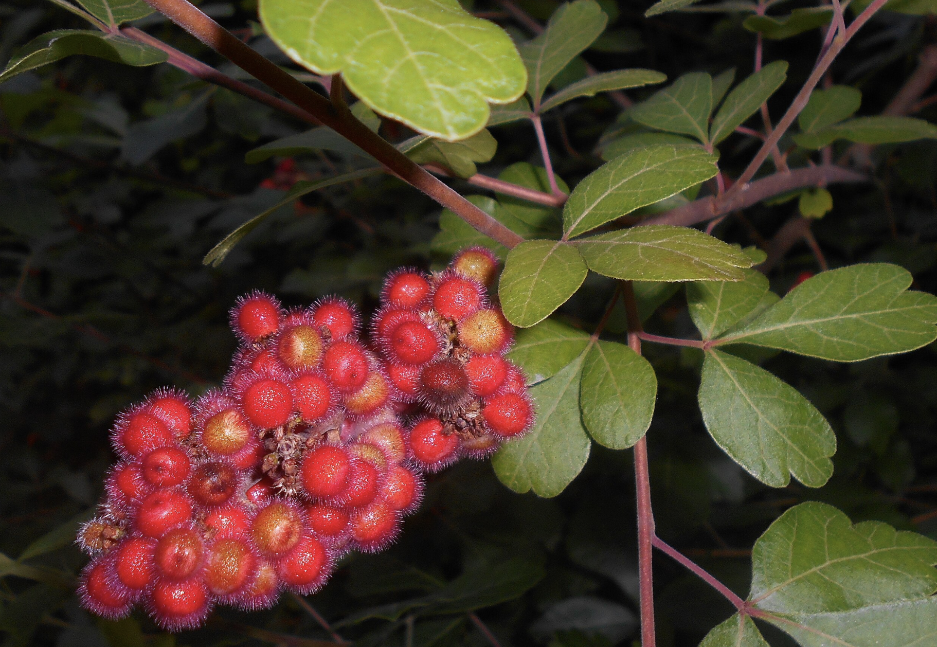 Screenshot 2026-01-25 at 3.42.59 PM.png