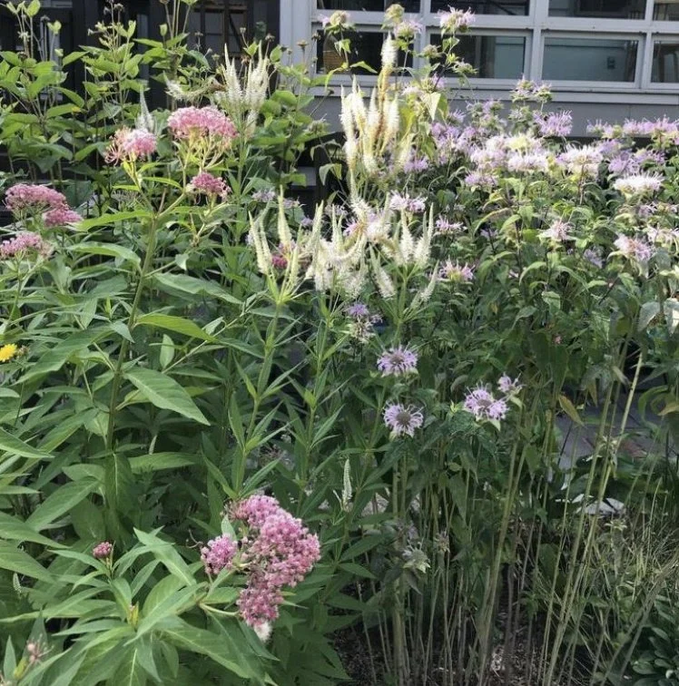 A garden with tall green plants, light pink and white flowers in bloom, and a building with large windows in the background.