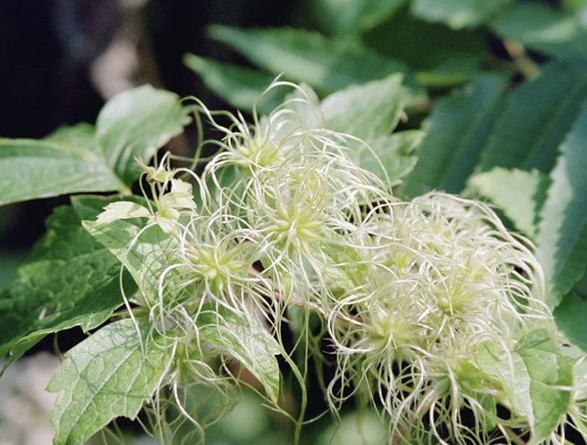 Screenshot 2026-01-04 at 4.15.50 PM.png