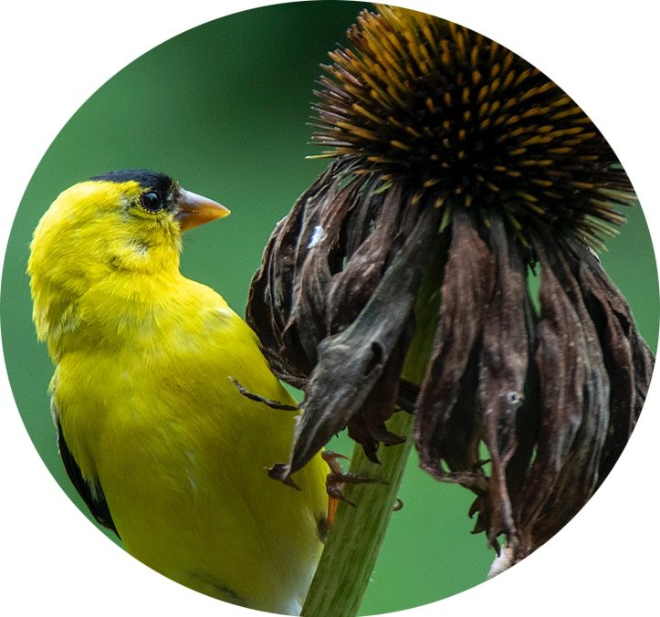 A bright yellow bird, likely a goldfinch, perches beside a dried, brown coneflower head against a blurred green background.