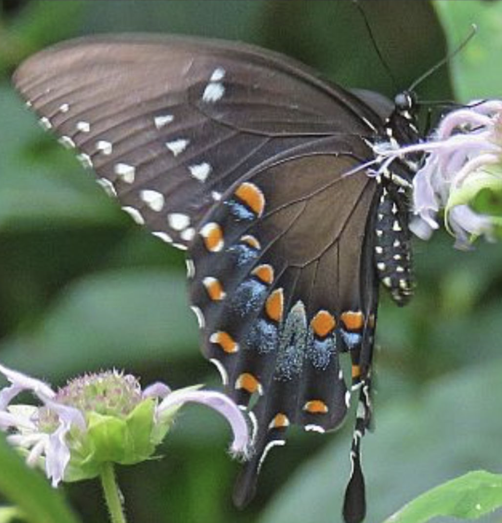 We take our inspiration from the Spicebush (Lindera benzoin) and the community that it supports, including the Spicebush Swallowtail Butterfly.   