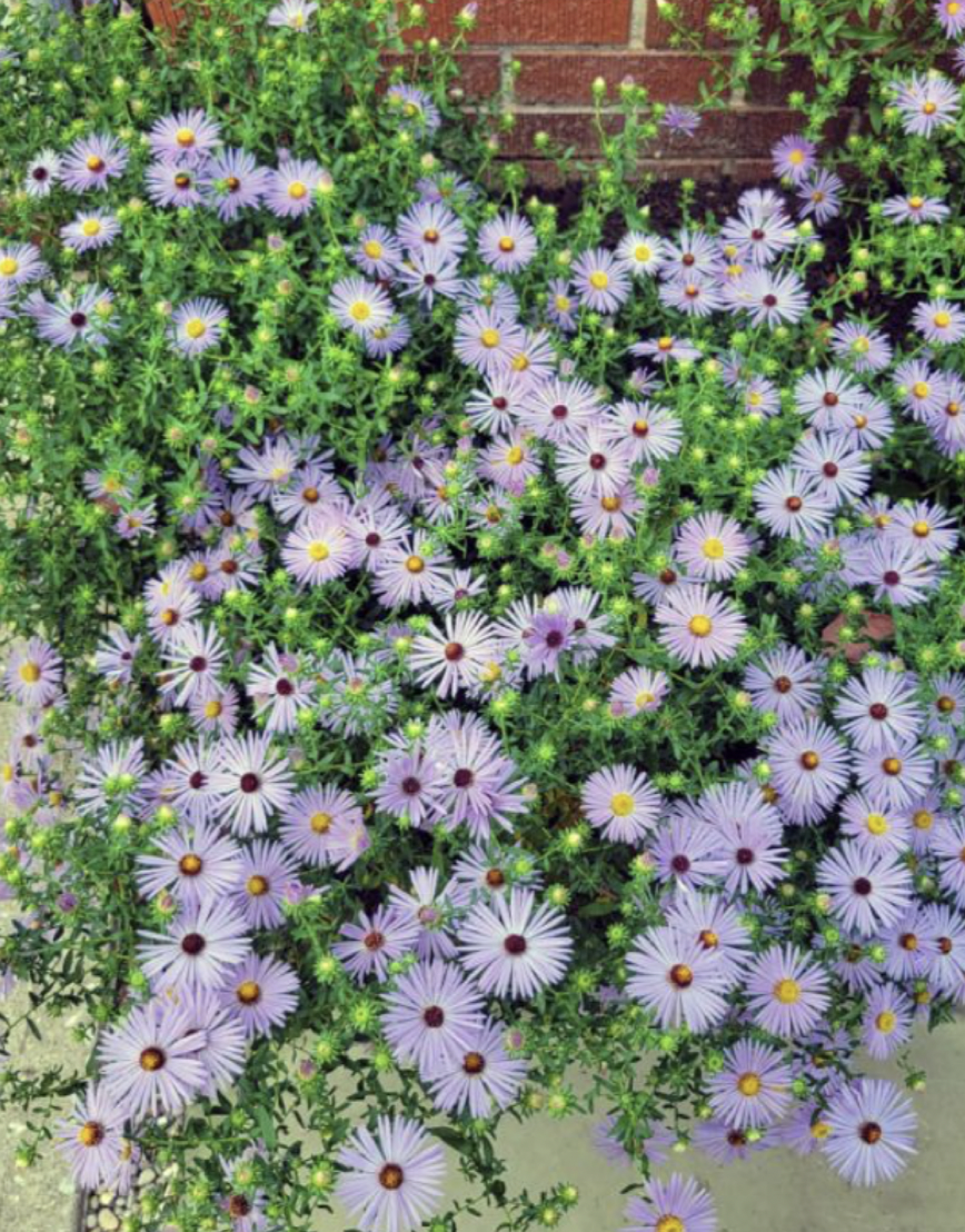 Symphyotrichum novi-belgii (New York Aster)