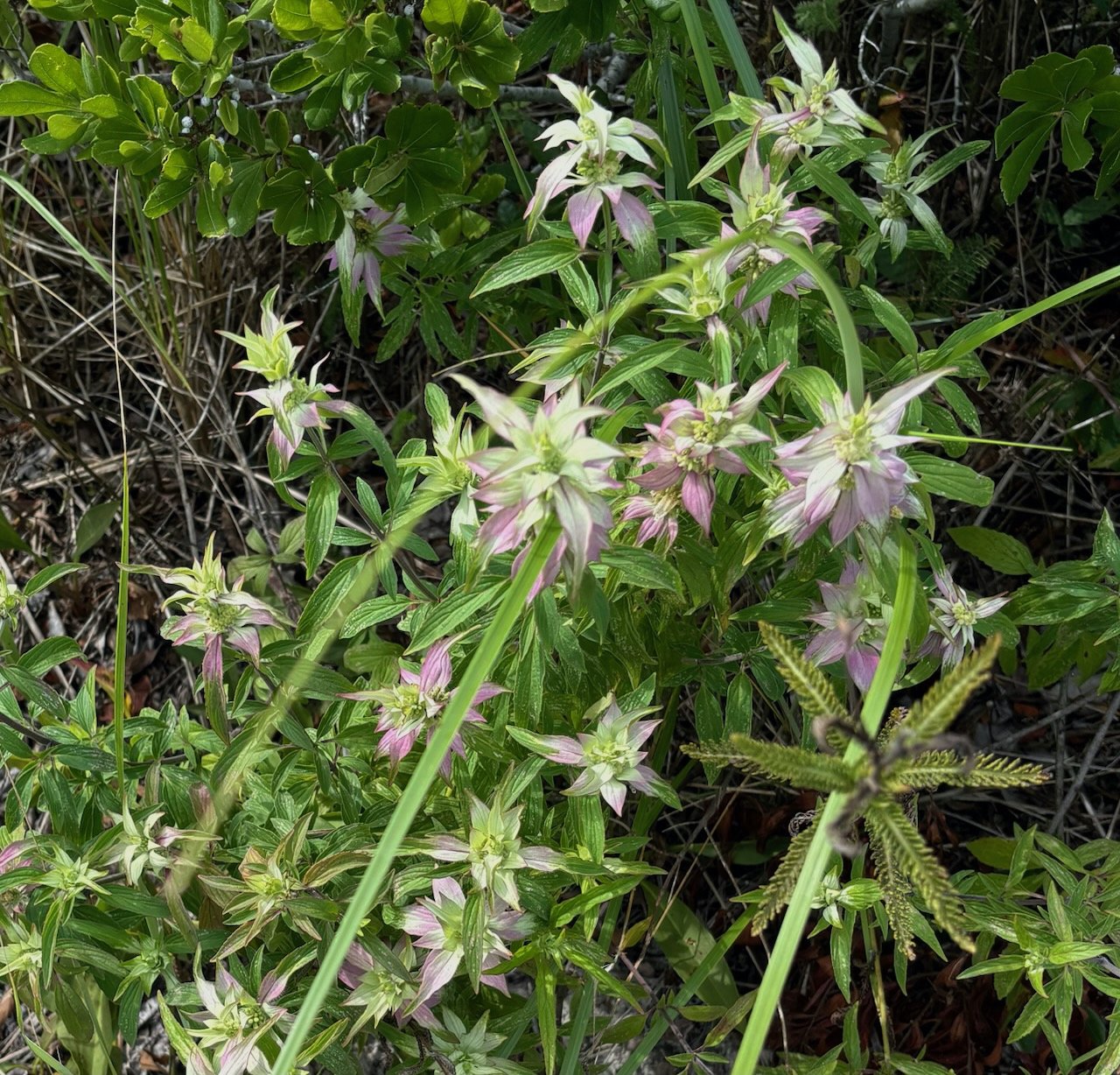 Spotted Bee Balm (Monarda punctata)