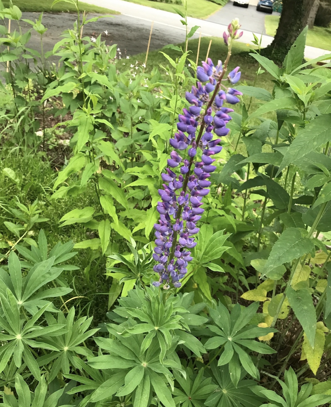 Lupinus perennis subsp. perennis (Sundial Lupine, Wild Lupine)
