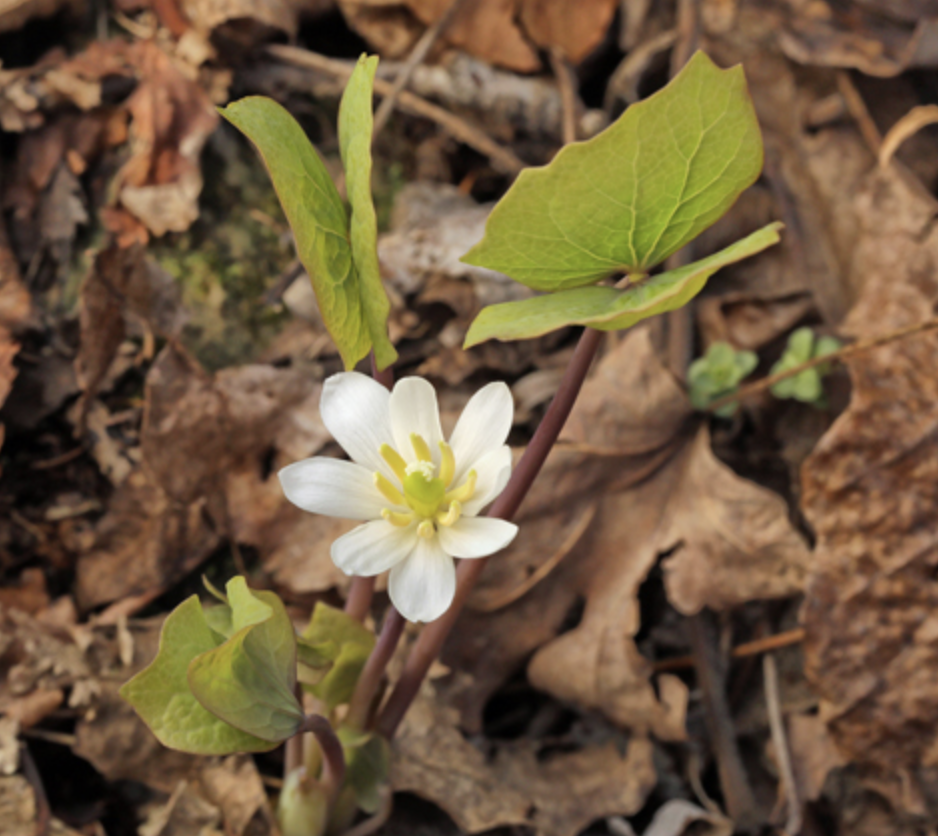 Jeffersonia diphylla (Twinleaf)