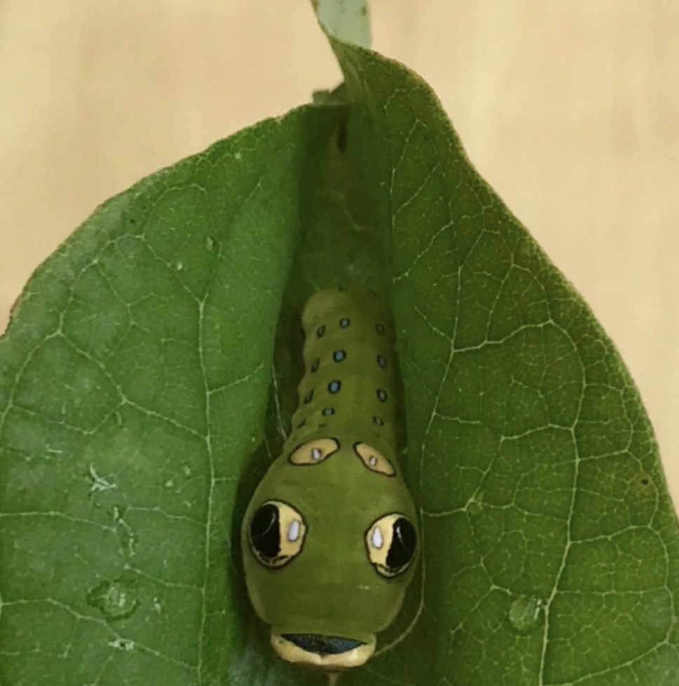 Final instar of the caterpillar.