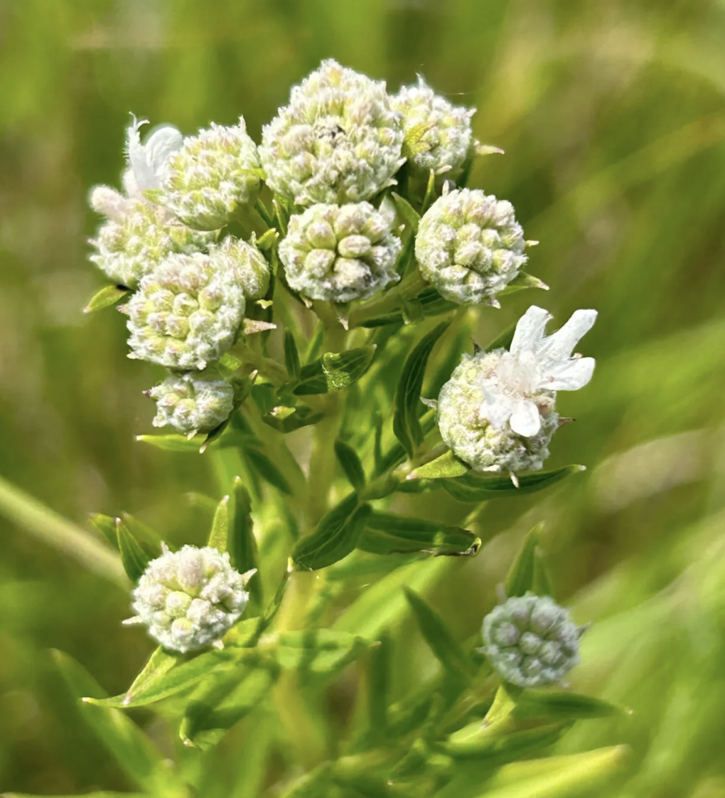 Pycnanthemum virginianum (Virginia Mountain Mint)