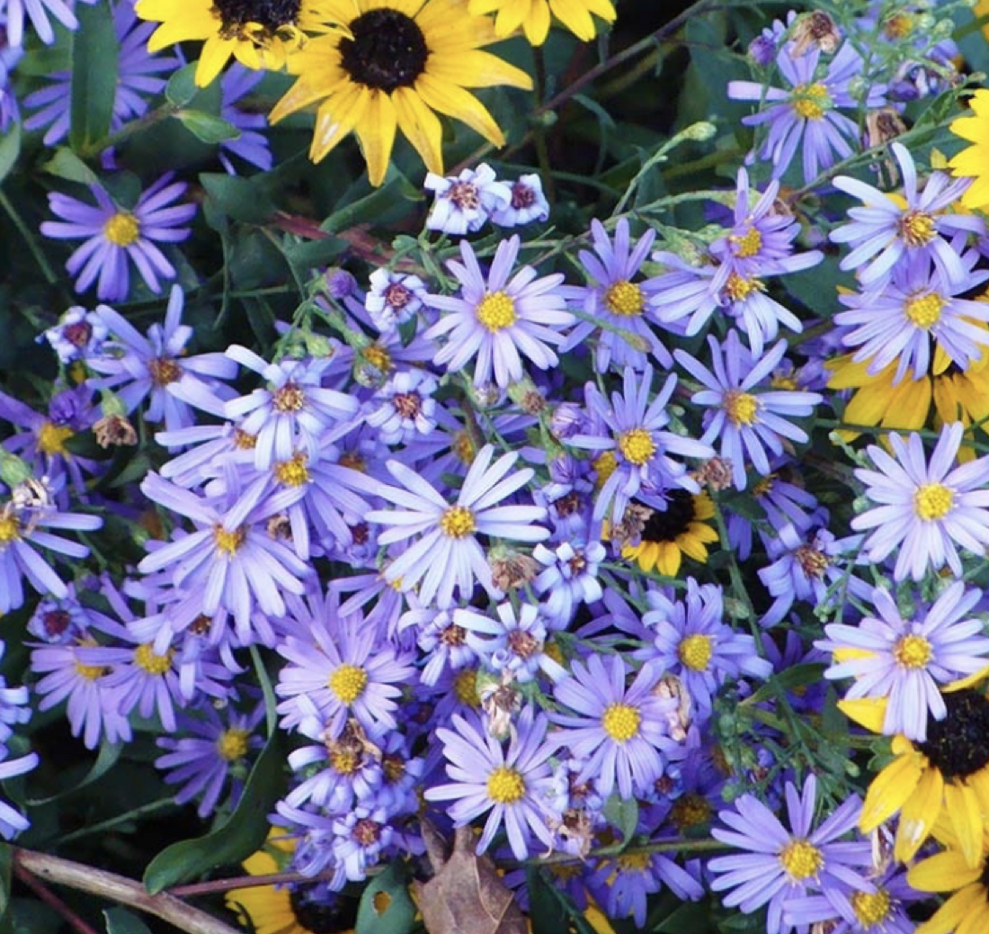 Symphyotrichum laeve (Smooth Blue Aster)