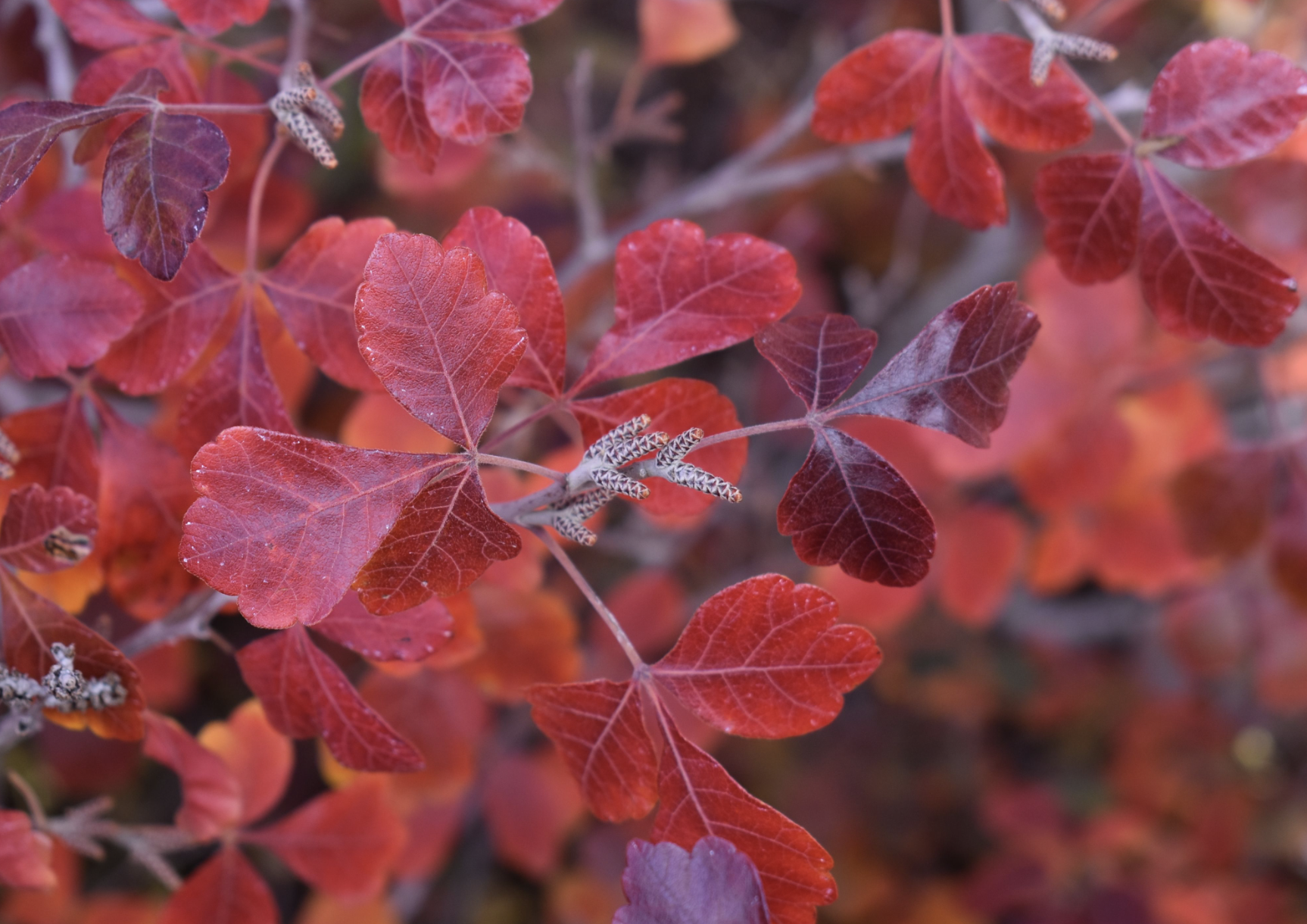 Rhus aromatica (Fragrant Sumac)