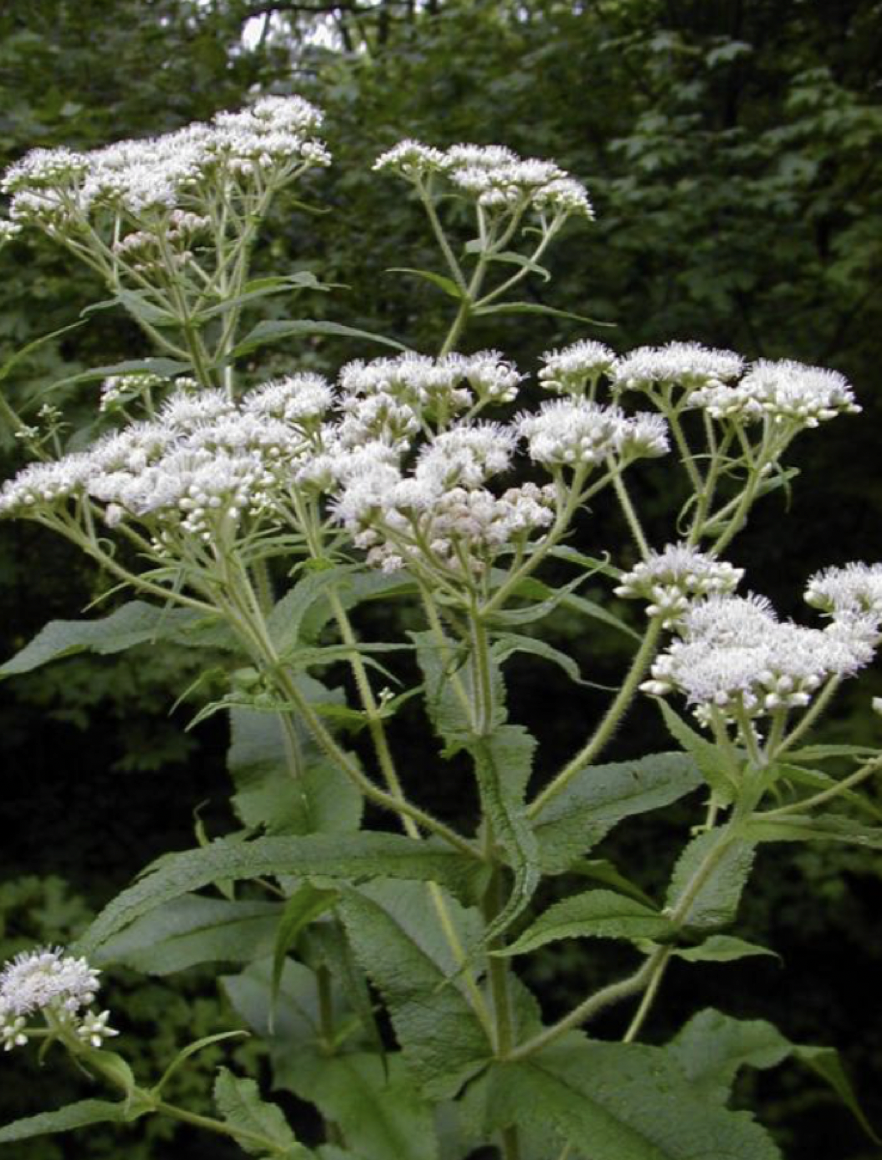 Screenshot 2025-12-29 at 9.46.51 AM.png