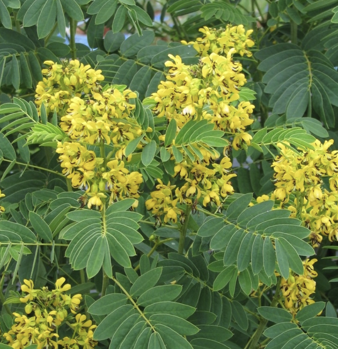 Senna hebecarpa (Wild Senna)