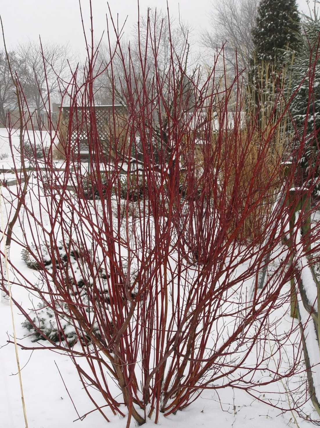 Screenshot 2026-01-25 at 1.39.51 PM.png