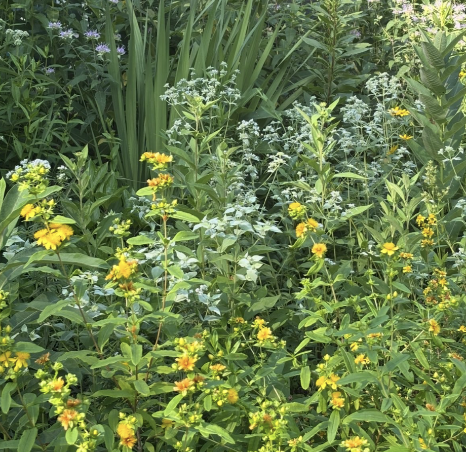 Hypericum prolificum (Shrubby St John Wort)
