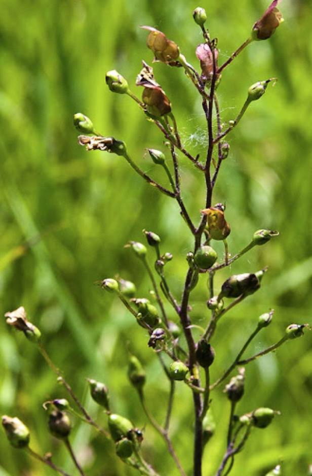 Scrophularia lanceolata (Early Figwort)