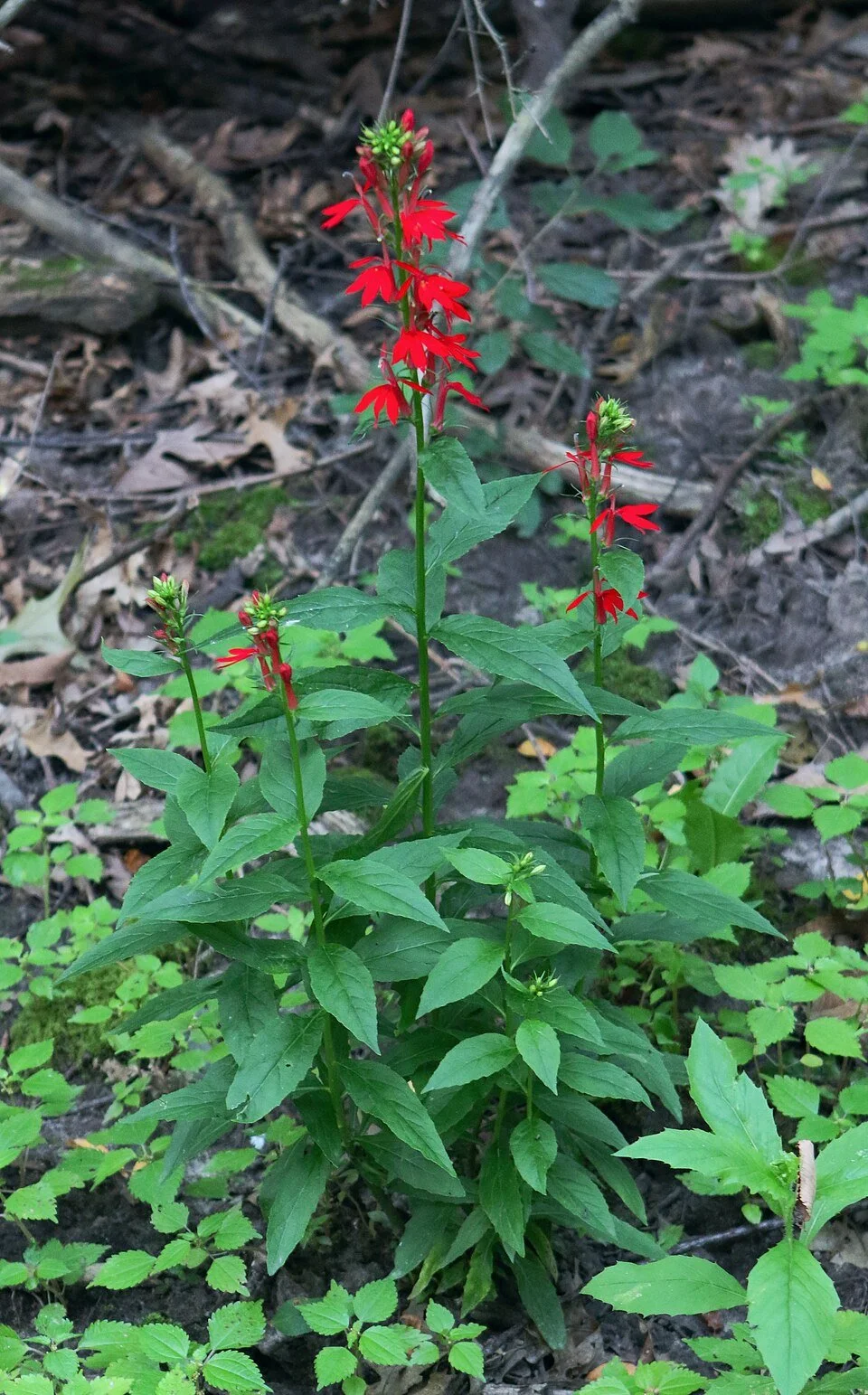 Lobelia cardinalis (Cardinal Flower)