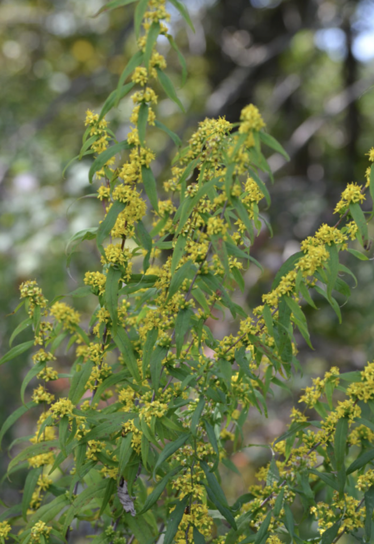 Solidago caesia (Wreath Goldenrod, Blue-stemmed Goldenrod)