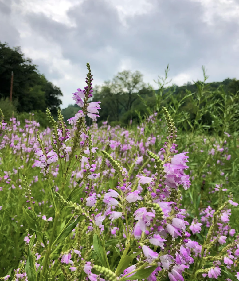 Physostegia virginiana (Obedient Plant)