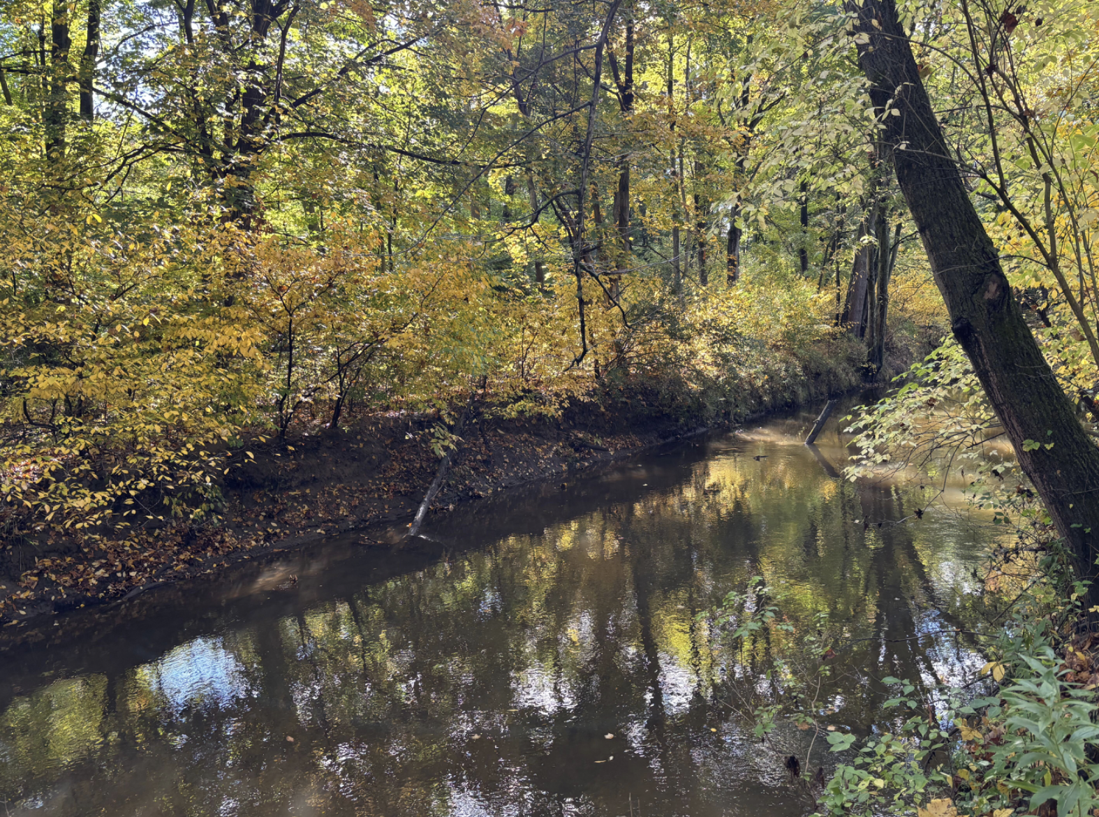 Lindera benzoin (Northern Spicebush)