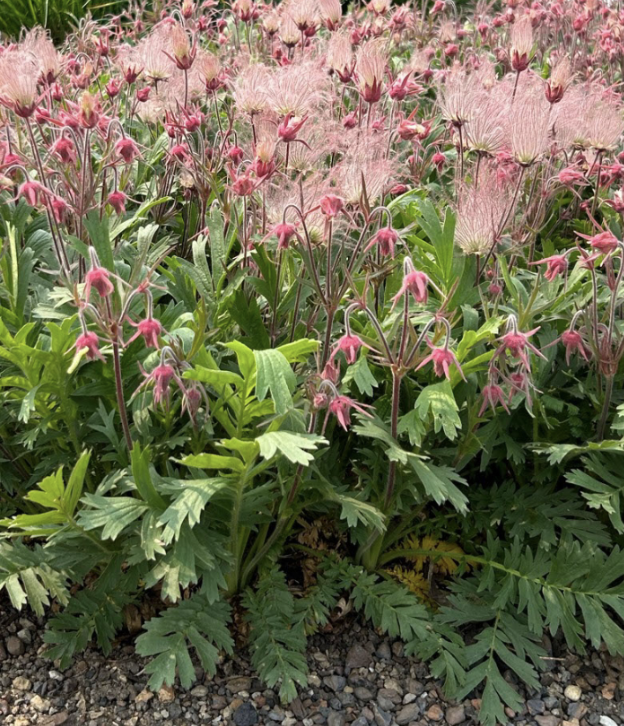 Screenshot 2025-12-29 at 1.29.21 PM.png