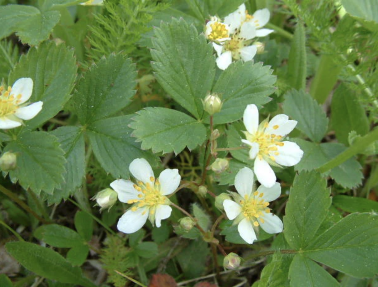 Fragaria virginiana (Wild Strawberry)
