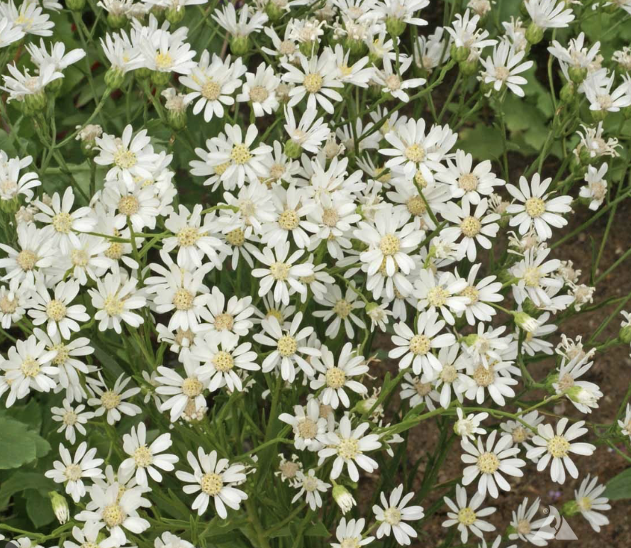 Oligoneuron ptarmicoides (Upland White Goldenrod)
