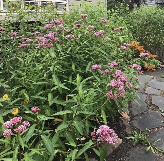 A garden with tall green plants topped with clusters of small pink flowers, stone pathway on the right, and some orange flowers in the background.