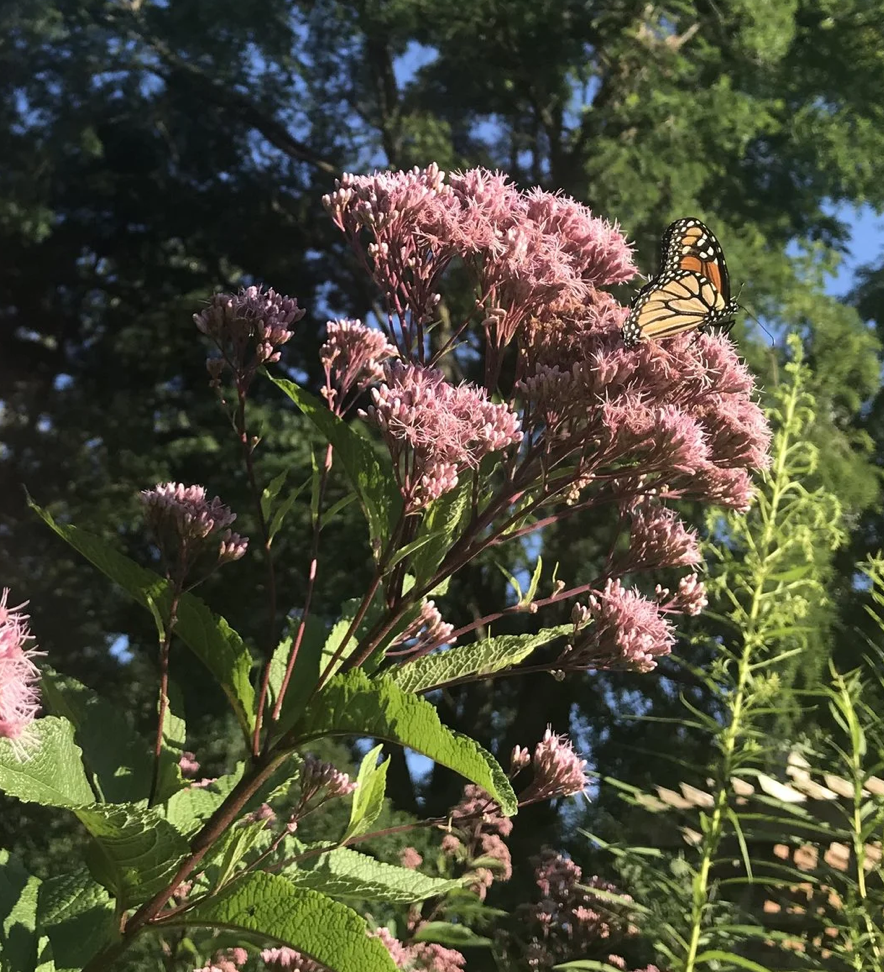 Eutrochium maculatum (Spotted Joe Pye)