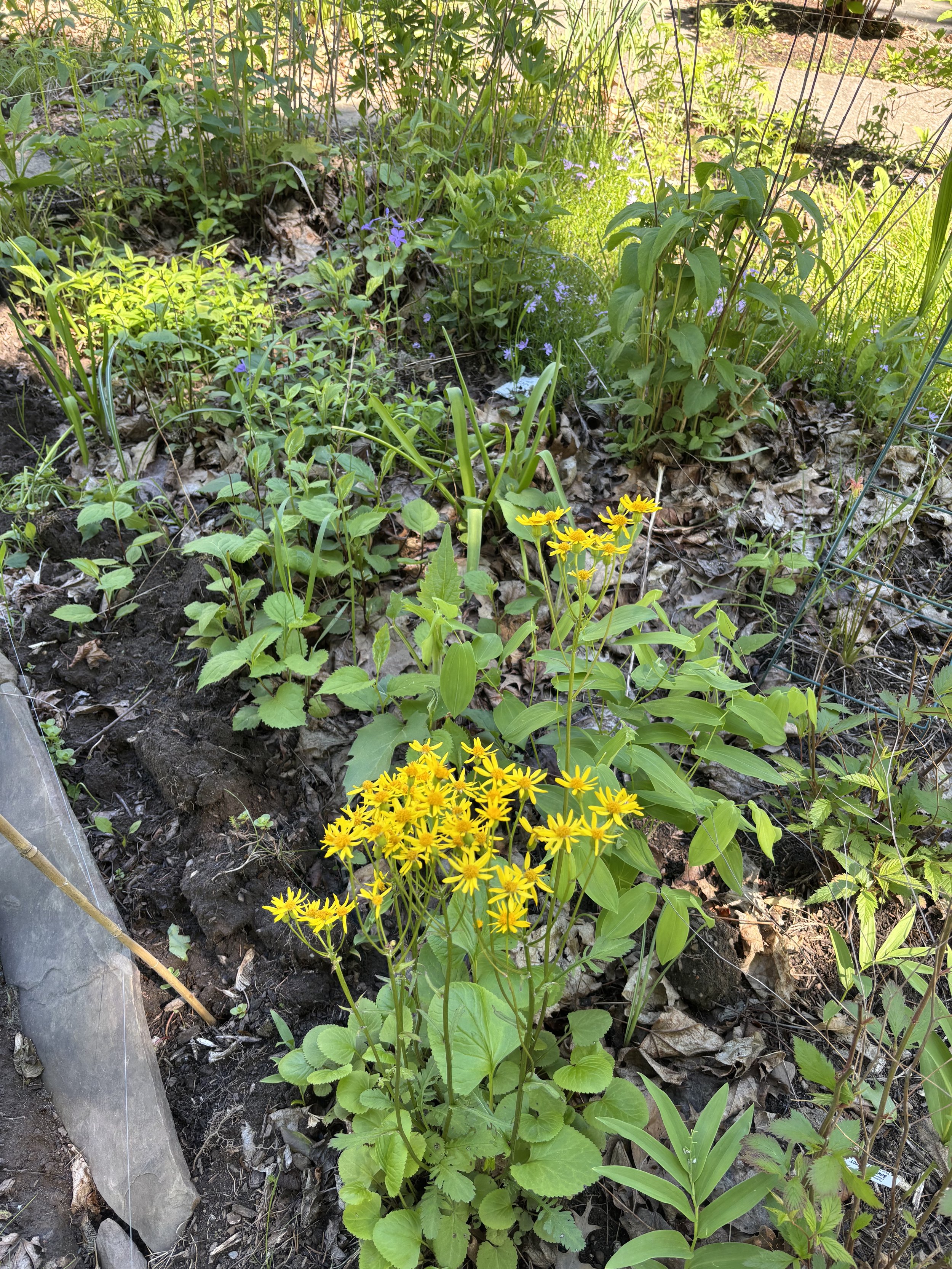 Packera aurea (Golden Ragwort)