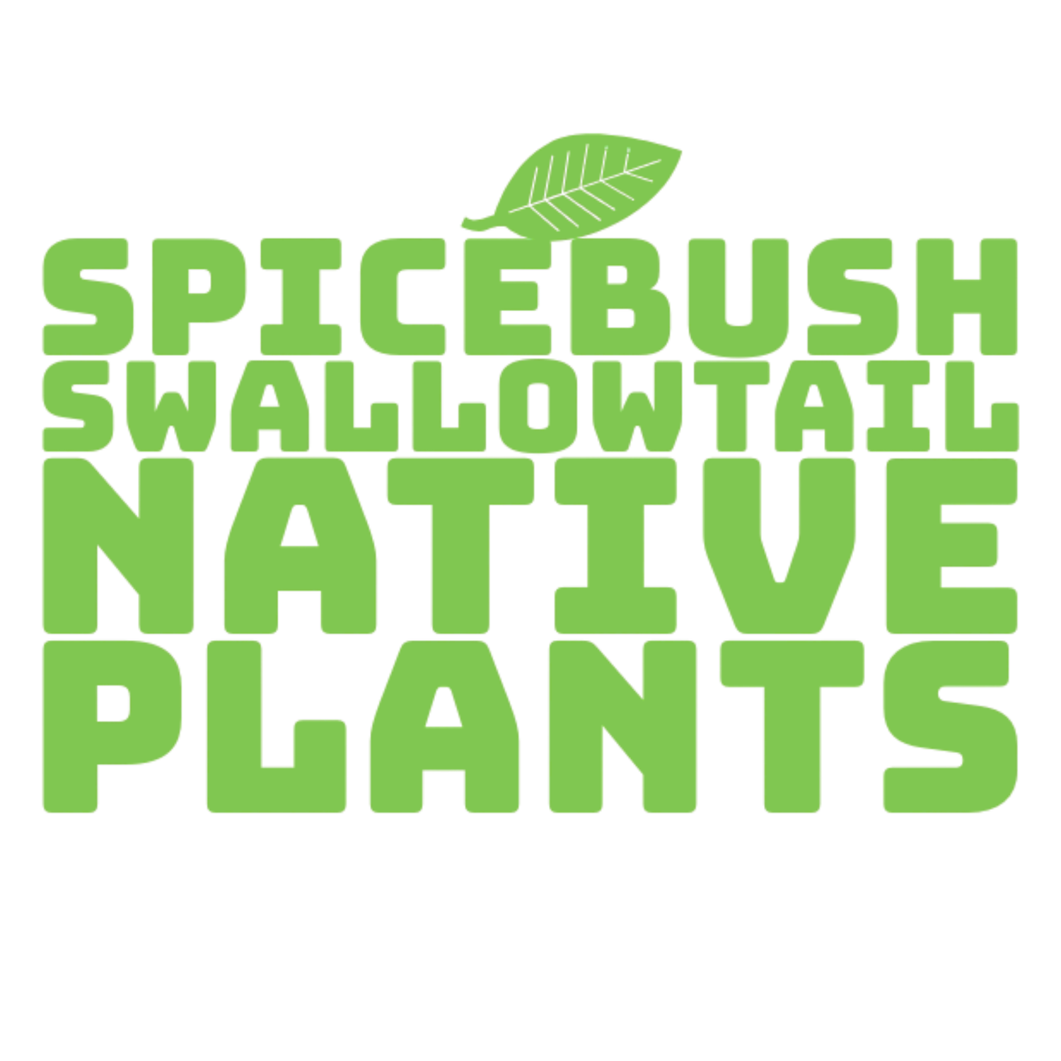 Spicebush Swallowtail