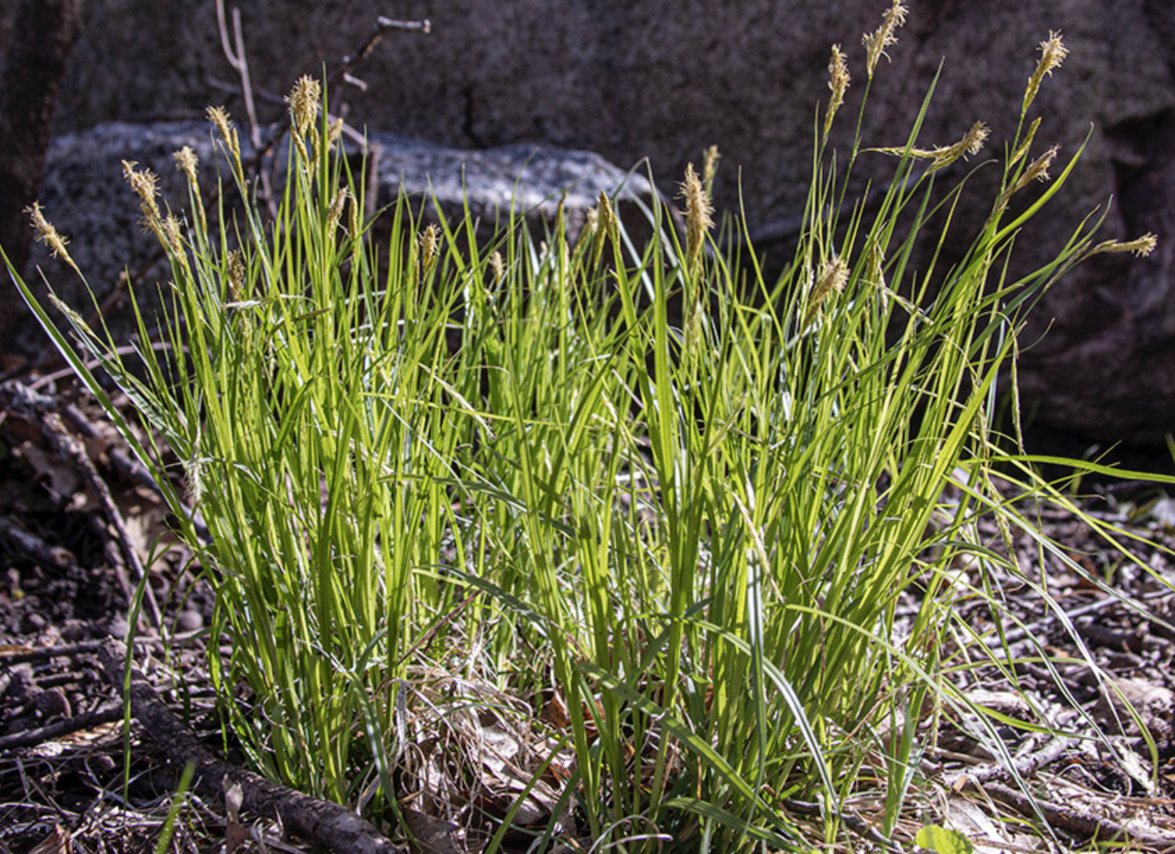 Carex sprengelii (Long-beaked Sedge)