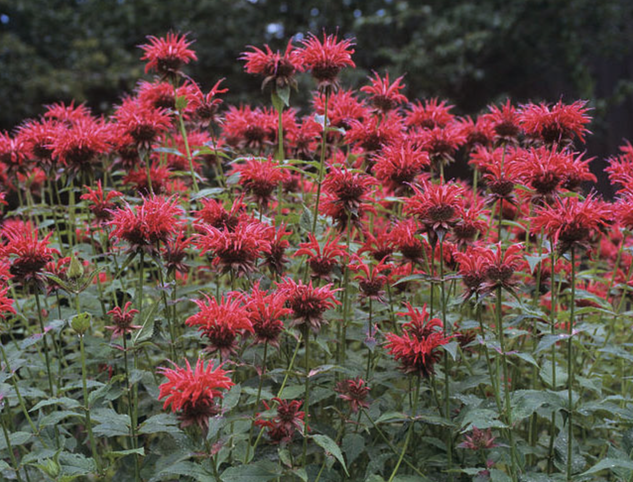 Monarda didyma (Scarlet Bee Balm, Oswego Tea)