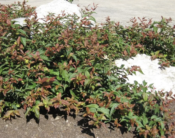 Diervilla lonicera (Northern Bush Honeysuckle)