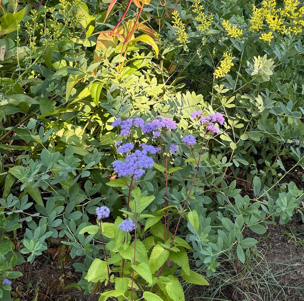 IMG_7934.jpg