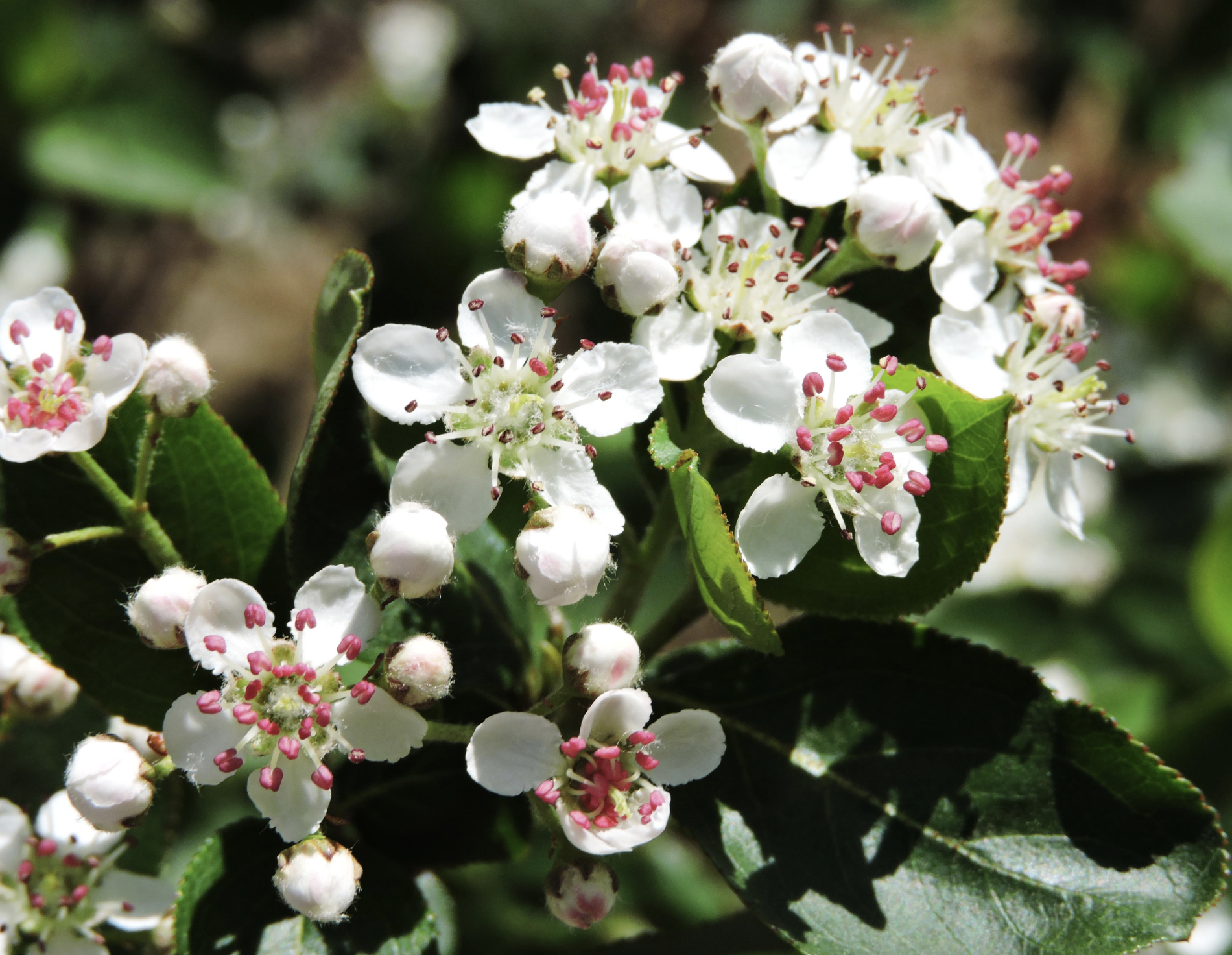 Aronia melanocarpa (Black Chokeberry)