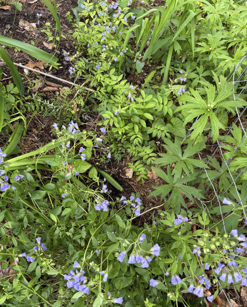 Screenshot 2026-01-15 at 3.17.13 PM.png