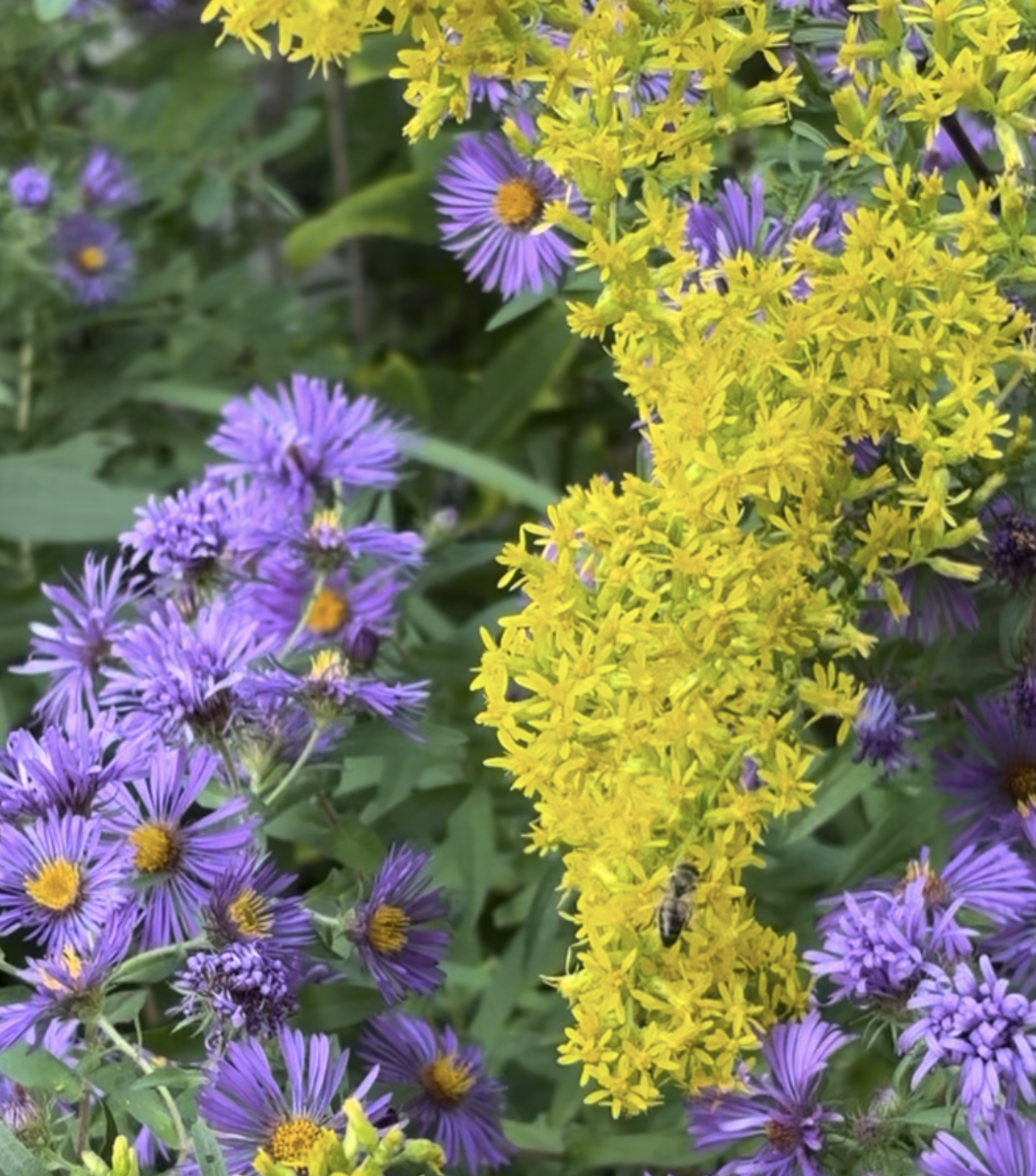 Screenshot 2026-01-20 at 9.45.10 AM.png