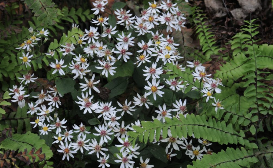 Eurybia divaricatus (White Wood Aster)