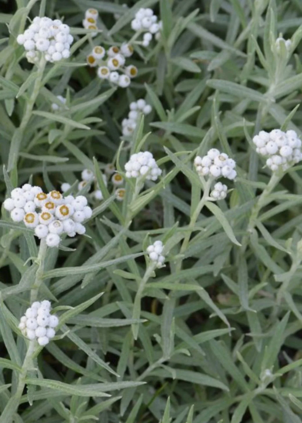 Photo Jan 02 2026, 3 02 18 PM-2.jpg