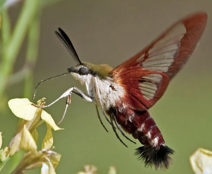 Screenshot 2026-01-25 at 2.57.31 PM.png