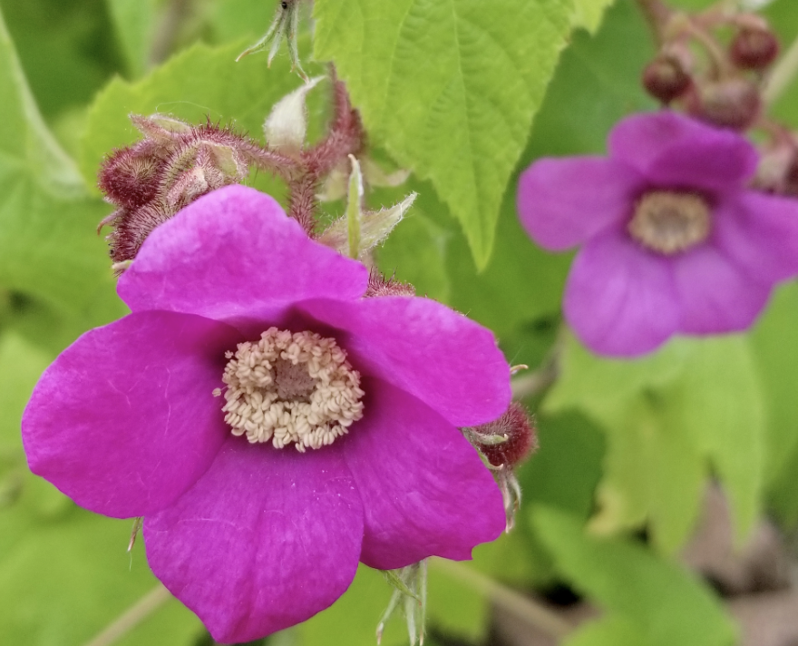 Screenshot 2026-01-25 at 4.37.03 PM.png